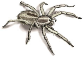 Simulator Laba-laba: Bagian Dua