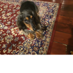 Dash the dog