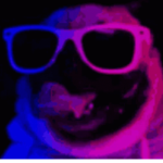 Pugs on the roll