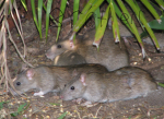 The Rats Headquarters