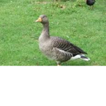 geese guy official group