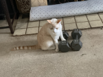 WORK OUT KITTY