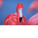 Flamingo group -sparkle sparkle-