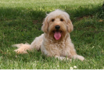 #Lovedogs4lifeXx