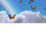 aesthetic little butterflies