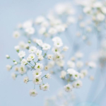 *~gypsophila fairies~*