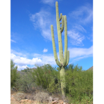 Cactus Pete Creations