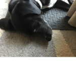 Official coco the dog group