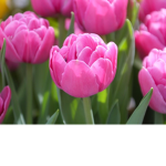 Tulips squad forever