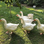 My Singing Pets!