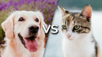 DOGS VS CATS WAR