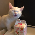 Donut Lose