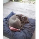 Crazy_dog