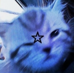 The amazing cat group :3