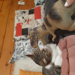 Kitty cat doggo!