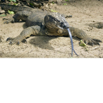 The Monitor Lizard's Group
