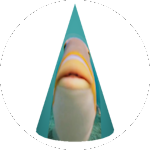Card Fish Hat