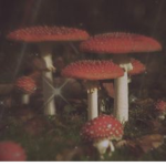 ~Lilmushrooms~
