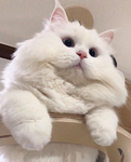 Kitty caf4