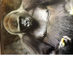 Gorrilla group