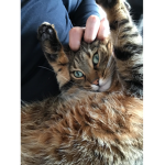 CATPARTYCOOL