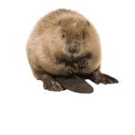 beaver lord simulator