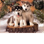 Awesome Puppy Lovers!