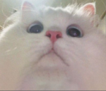 ÐɑʀkFiʀɜ