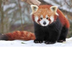 [!] Red Panda Gang [!]