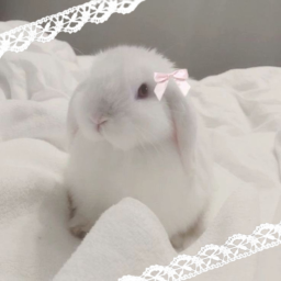 ⋆˚✿˖°