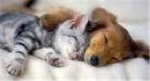 Helping Homeless Puppies (HHP)
