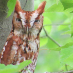 OWL BOI!Ę