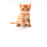 King Killer Kitten Empire
