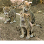 The Wolf Pack Of Gray artic Wolves