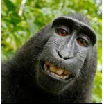 The-monkeyclub