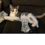 kitty cat fan group from da owner of this group