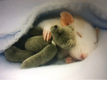 Sleeping Mouses Group
