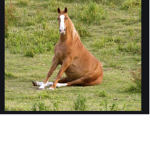 horses cluub
