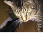 Piano Cat