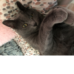 Cats are cute bc they are cute