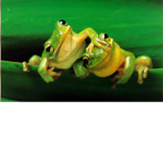 Da Frog Clan Studios