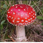 Mushroøm grøup