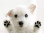 The Paw Community