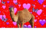Camel-Family
