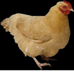 Dynamic Chikin Alliance