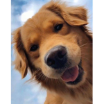 Puppy/dog love