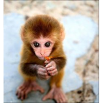 Team Monkey Forever From Harryrose786