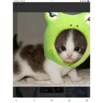 Soccer_kitty123