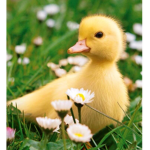 Baby Ducky Cult