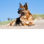 Doggeh <3
